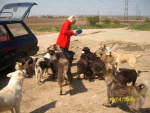 Fütterung herrenloser Hunde Fütterung herrenloser Hunde