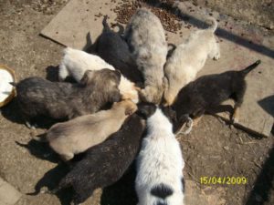 Welpen beim Essen Welpen beim Essen