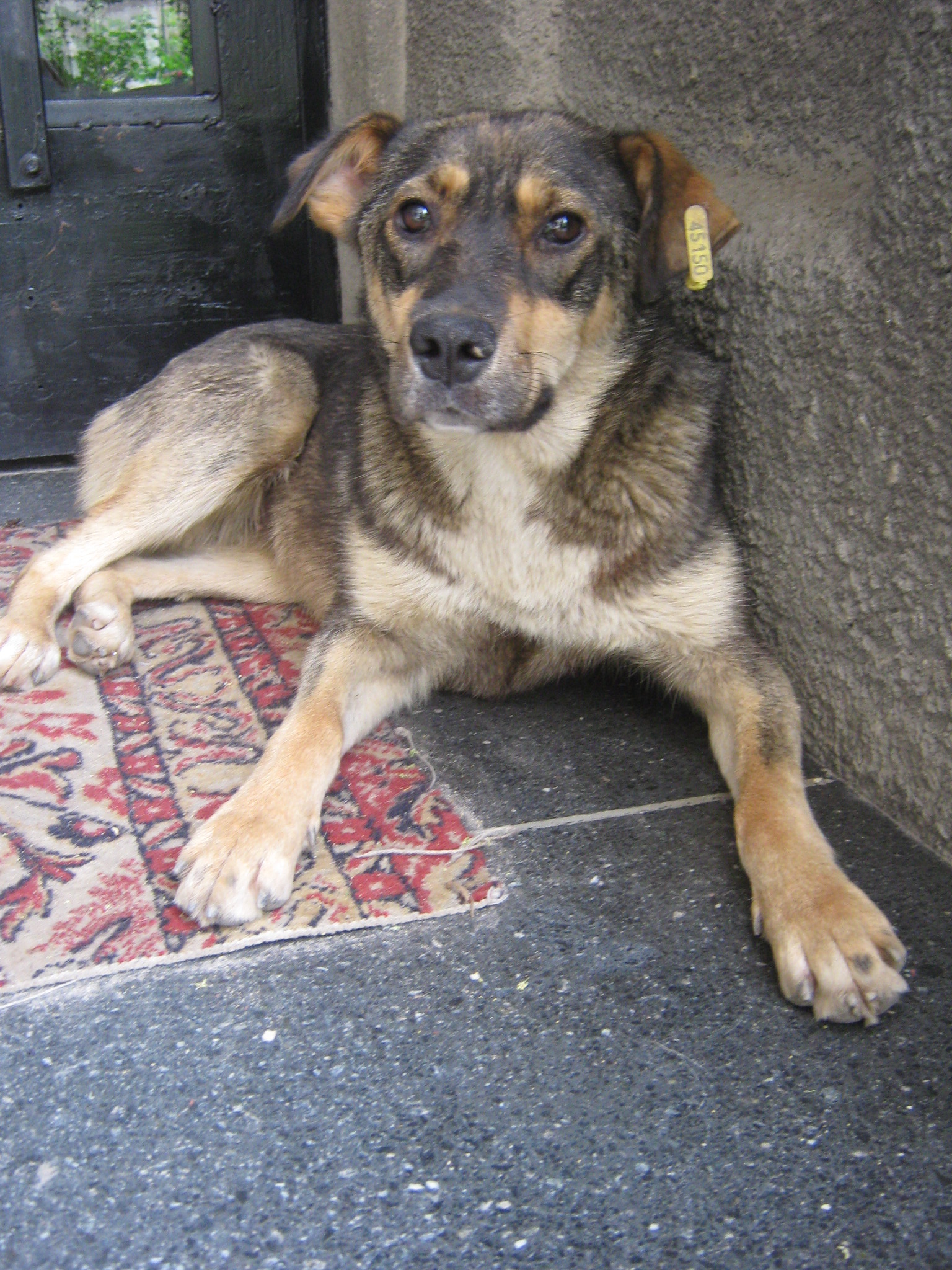 88. Muggi / Nelli