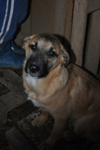 Lucy2
