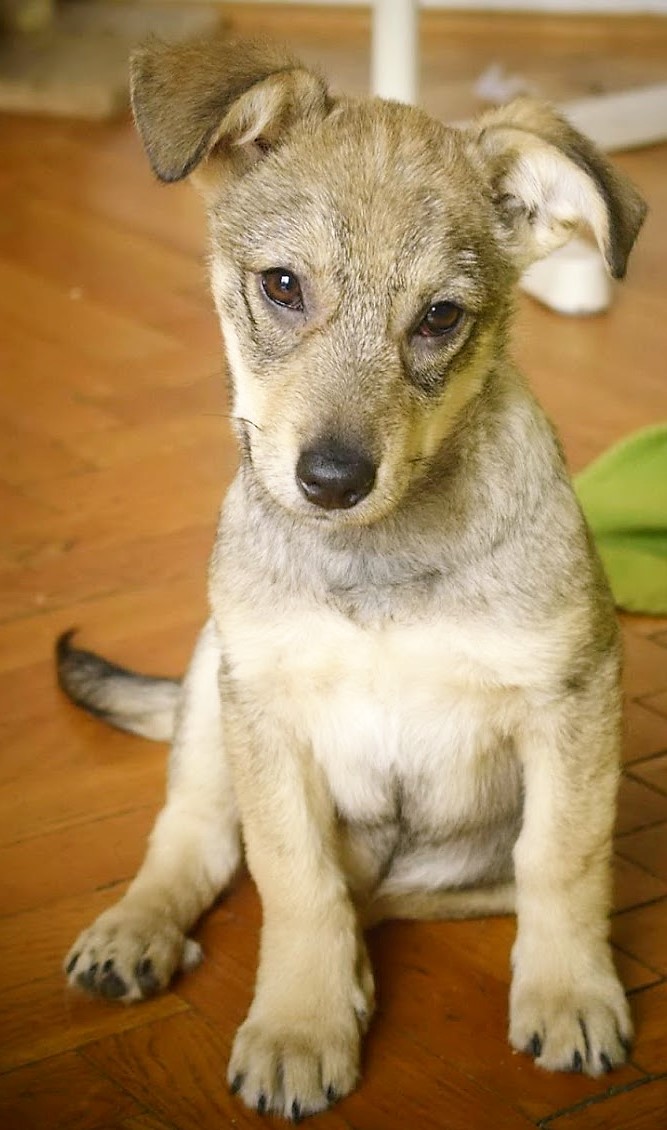 Dobby Hund zur Adoption Salvate Canes e.V. Salvate Canes e.V.